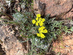 Lomatium utriculatum