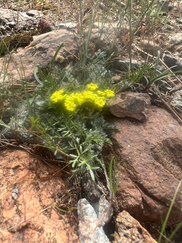 Lomatium utriculatum, photograph 1