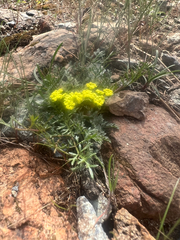 Lomatium utriculatum, photograph author not stated, no rights reserved