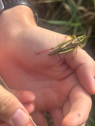 Two-striped Grasshopper