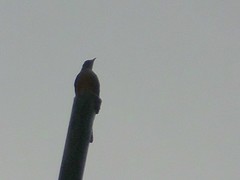 Turdus rufopalliatus