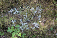 Peltigera britannica