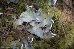 Peltigera britannica