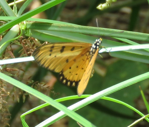 Tawny Coster