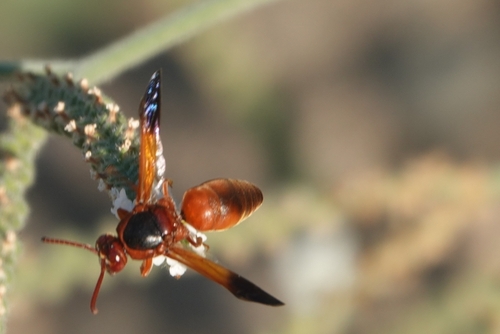 Rhynchium oculatum