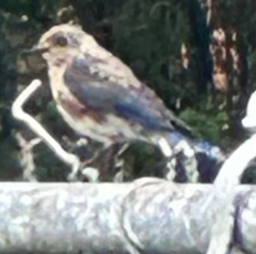 Eastern Bluebird