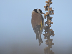 Carduelis carduelis