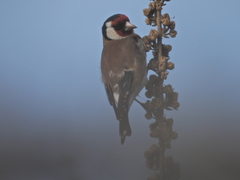 Carduelis carduelis