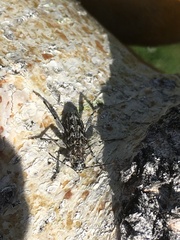 Xylotrechus nauticus