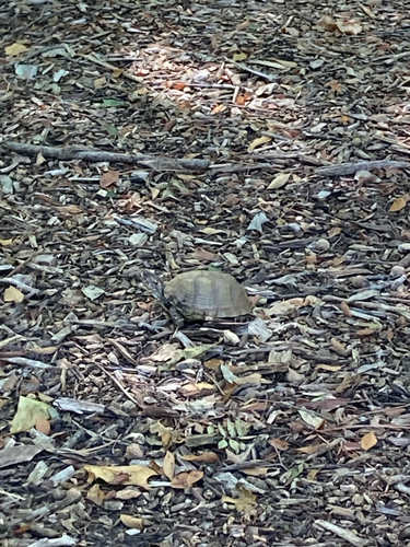 Three-toed Box Turtle