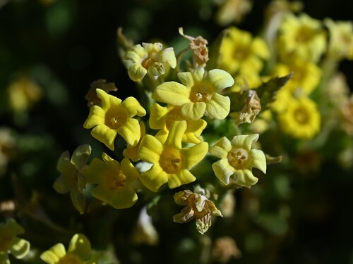 Dionysia mira, photograph 4