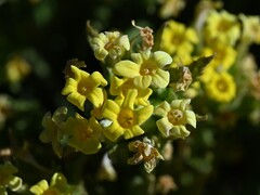 Dionysia mira, photograph Krzysztof Ziarnek, CC BY, iNaturalist via GBIF