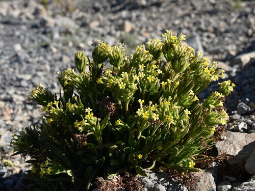 Dionysia mira, photograph 5