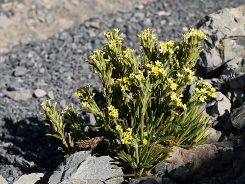 Dionysia mira, photograph 6
