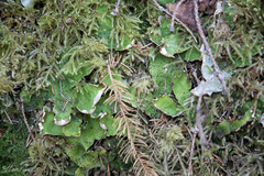 Peltigera britannica