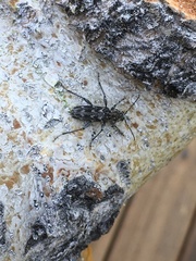 Xylotrechus nauticus