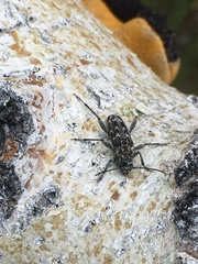 Xylotrechus nauticus