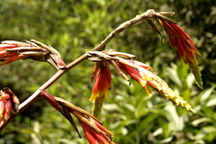 Guzmania xanthobractea
