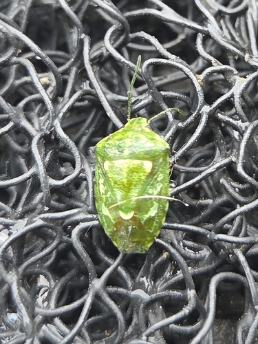 Juniper Stink Bug