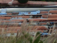 Sporophila torqueola