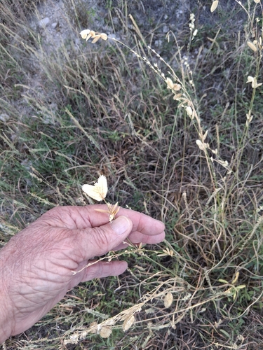 Eragrostis superba, photograph 3