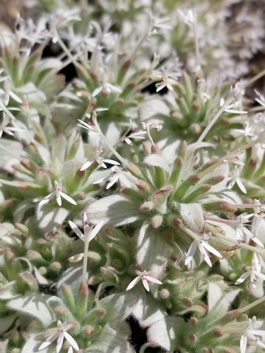 Image of Monardella nana by no rights reserved