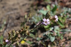 Silene verecunda