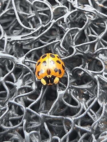Asian Lady Beetle