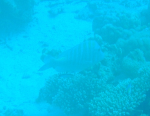Lethrinus mahsena observed 2026-09-11