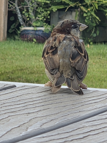 Passer domesticus observed 2026-09-10