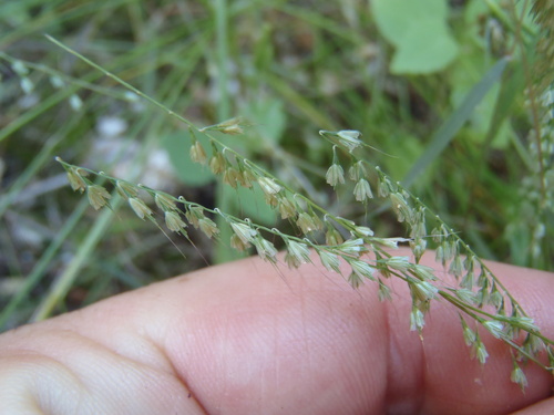 Muhlenbergia uniseta, 2026-09-10