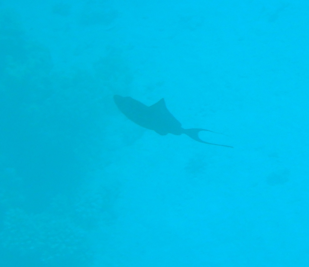 Red-toothed triggerfish