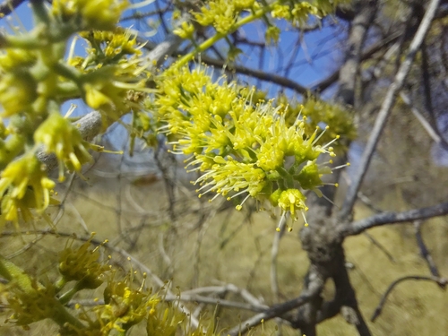 four-leaved bushwillow