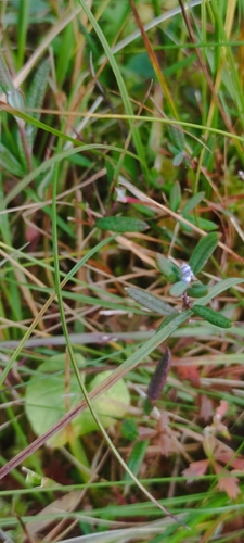Wild Rosemary