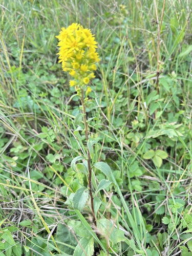 European goldenrod