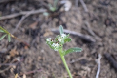Cryptantha leiocarpa
