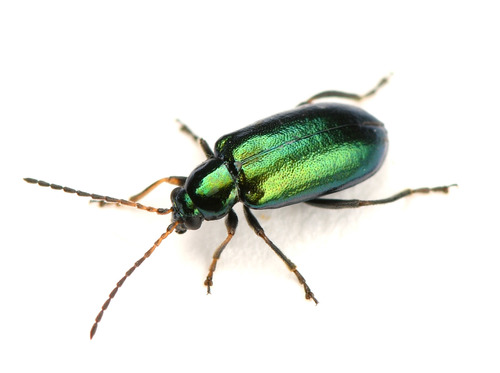 Scelolyperus schwarzii