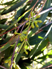 Eucalyptus fastigata