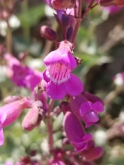 Penstemon clevelandii connatus