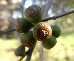 Eucalyptus fastigata