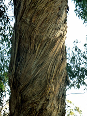 Eucalyptus fastigata