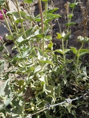 Penstemon clevelandii connatus