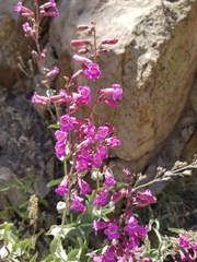 Penstemon clevelandii connatus