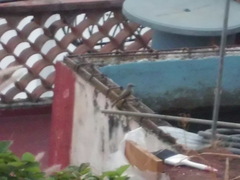 Tyrannus melancholicus