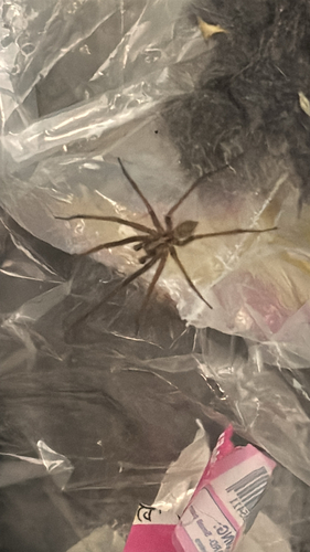 Giant House Spider