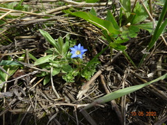 Gentiana squarrosa