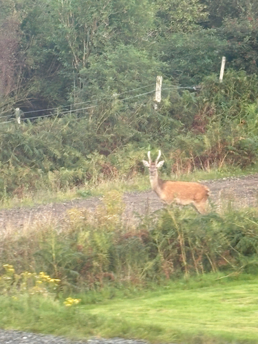 Red Deer