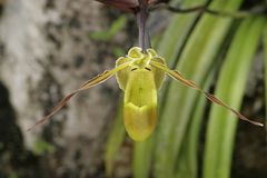 Phragmipedium