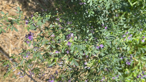 Alfalfa