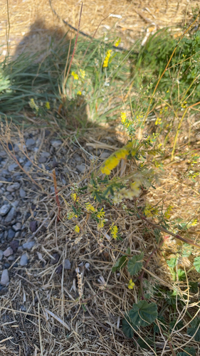 Yellow Sweetclover